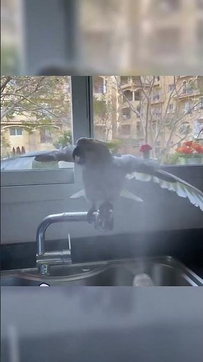 Meet the Cute Cockatoo – Adorable Moments with this Playful Parrot!