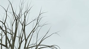 Download tree branches animated background footage for free