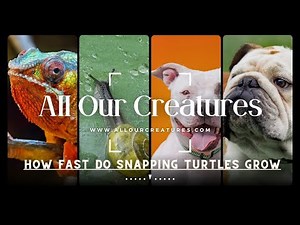 How Fast Do Snapping Turtles Grow? [Full Guide]