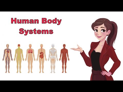 types of human body systems - kids visual dictionary - kids vocabulary - body systems
