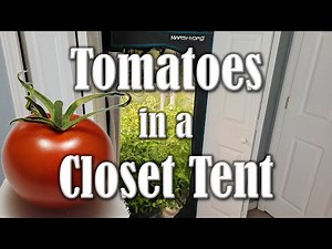 Tomatoes in a Closet Tent
