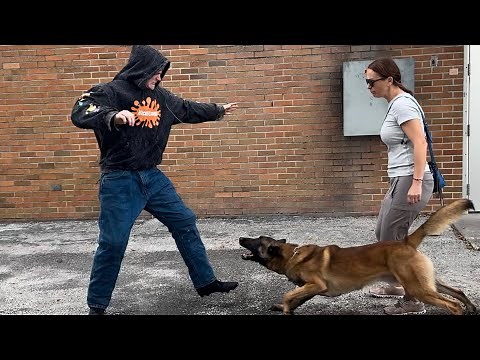 Kingston – Fearless Belgian Malinois Personal Protection Dog | Ultimate Control & Protection Skills