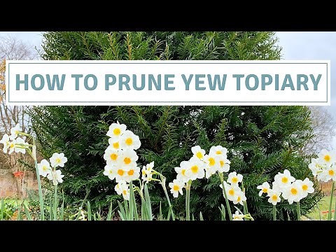 How To Prune Yew / Topiary Pruning And Transplanting A Yew