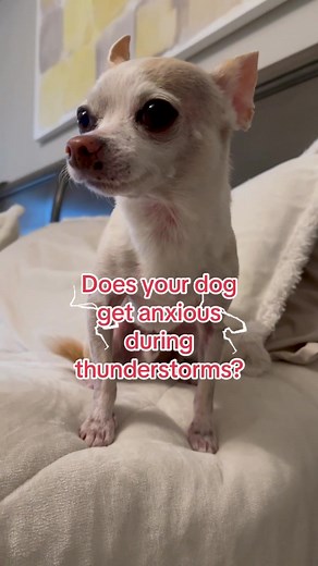 Does your dog get anxious when thunderstorms strike? @thundershirtcompany helps us weather the storm! We've been testing out the ThunderShirt and Calming Spray for the last several months, and I've noticed a huge improvement in Diego's stress level. Have you ever tried the ThunderShirt? #sponsored #thundershirt #doganxiety #thundershirtpartner