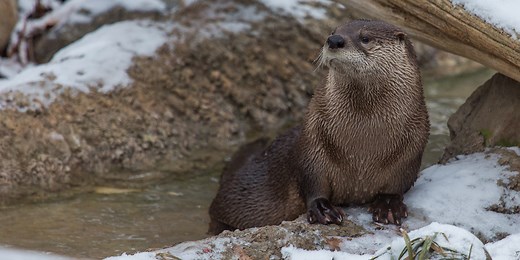 North American river otter