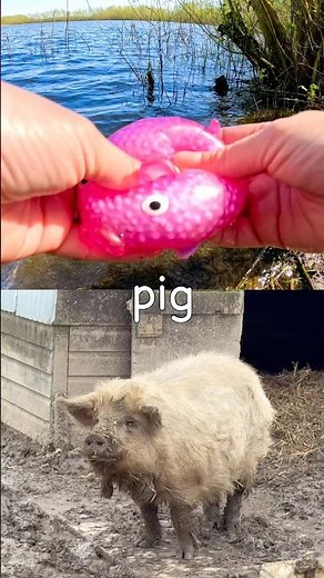 Learn Animal Names for Kids at the Lake: Pig Slug Giraffe Duck Caterpillar