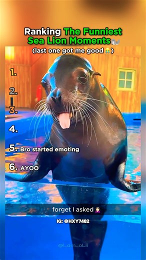 Ranking the Funniest Sea Lion Moments