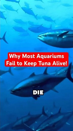 Why Tuna Can’t Survive in Normal Aquariums
