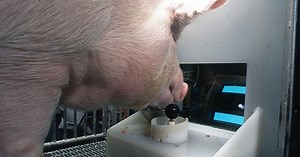 Pigs Learn to Play Video Games Using Joysticks with Their Snouts