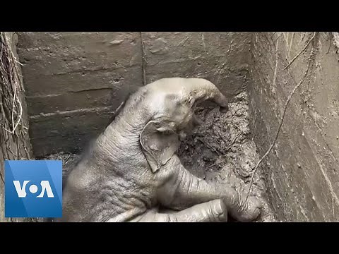 Elephant and Calf Saved in Dramatic Rescue in Thailand