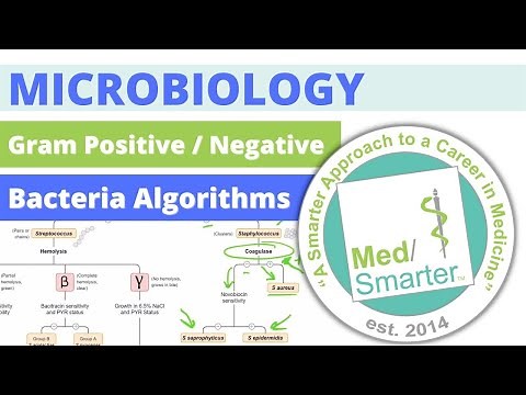 USMLE Step 1 | Microbiology | Bacteria Algorithms | 1 of 3