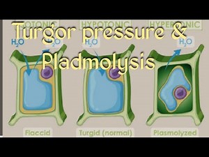 Turgor Pressure & Plasmolysis/Turgor pressure in plant cells#turgidity