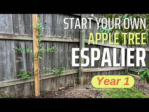 A Beginner's Guide to Starting an Apple Espalier (Anyone Can Do It!)