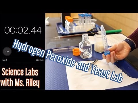 Hydrogen Peroxide and Yeast Lab | MPS Teacher Lab with Ms. Riley