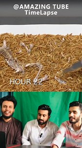 242K views · 3.6K reactions | Timelapse of earthworm eating Frog #timelapse #viralvideo #Reacts #reactionvideo | MultiCreatkar | Facebook