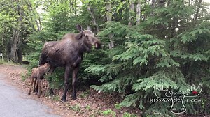 Newborn baby moose and mother. | Kiss a Moose LLC