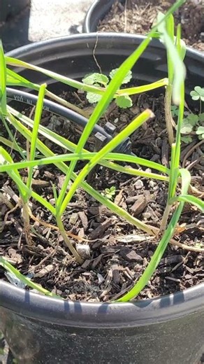 Spring Planted Garlic Bulbils In September