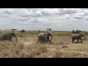 Elephants charge lions