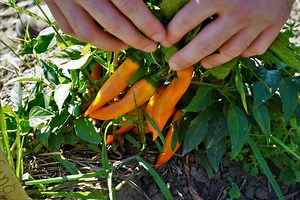How To Grow Peppers From Seed (And Get A Huge Harvest) - Pepper Geek