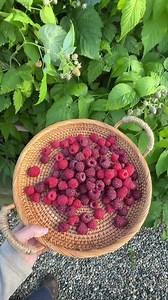 Joan J Raspberry: Thornless & Heavy Producer Garden Harvest