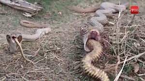 31K views · 40 reactions | Watch the strange video of a snake swallowing another #snake | The Times of India | Facebook