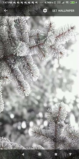 winter forest wallpaper - winter tree wallpaper