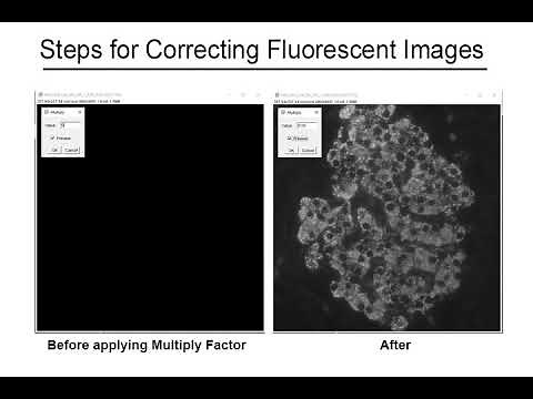 Confocal: Merging Fluorescent Images in Image J