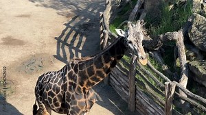 Beautiful giraffe. The world of animals. Relaxing stock video footage. 4K.