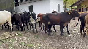 1.6K views · 44 reactions | Disponibles para la venta. 18 novillas #gyrolandas de las cuales hay 3 con preñez superior a 150 días y 15 de menos de 90 días. Precio $6.500.000 Ubicadas cerca a Restrepo Valle. Información WhatsApp. wa.me/573208487321 | Rehagronegocios Agromarketing | Facebook