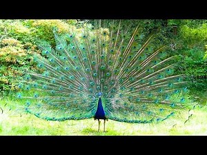 Peacock Facts: Habitat, Feather Colors and Cultural Significance!