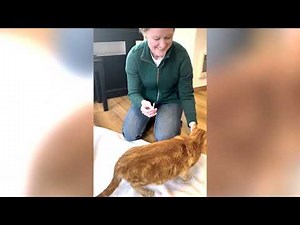 How to Safely Give Your Cat Liquid Medication | Petspan Vet Guide