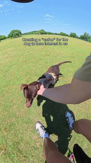 How to Stop Puppy Play to Prevent Future Reactivity
