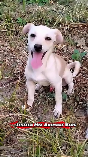 Understanding Female Dog Breeding Behavior