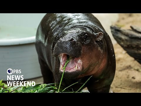 Moo Deng, the baby hippo who took social media by storm, turns 1