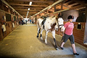 Animal Science: Equine Studies, B.S. - COLSA, UNH