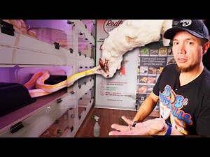 Why You Should Be Careful Feeding Rabbits to Giant Snakes | Brian Kusko Explains w/ Retic Pythons