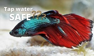 Is Tap Water Safe for Fish? (6 Ways to Make It Safe for Aquarium)