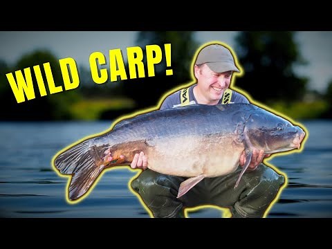River Carp Fishing: How to Hunt for Wild Carp 💎