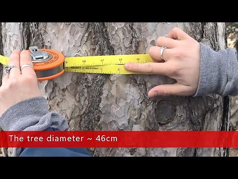 Tree measurements: Diameter at Breast Height - DBH