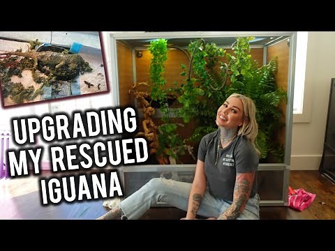 NEW Enclosure For My Rescued Green Iguana!!