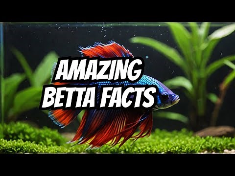 50 Amazing Betta Fish FACTS Revealed!