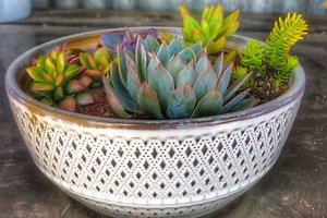 How to Replant Succulents Successfully - Audrey's Little Farm