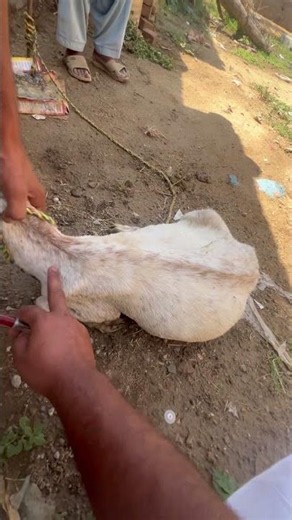Intramuscular #injection #infusionpump #animals #pharmafarm #farming