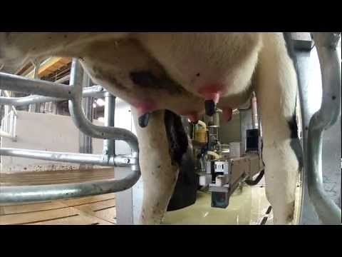 MR-S1 Milking Robot (English)