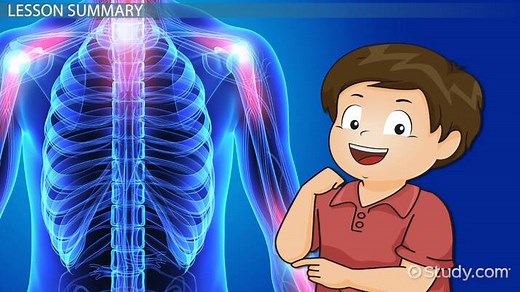 Human Skeletal System Lesson for Kids