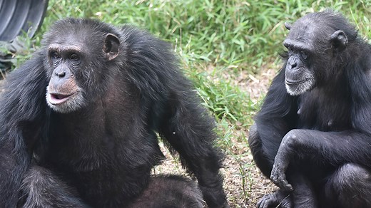 Navigating chimpanzee society by fission-fusion | The Maryland Zoo