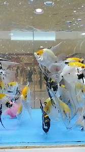 New shipment of Angel fish | Golden FISH Store