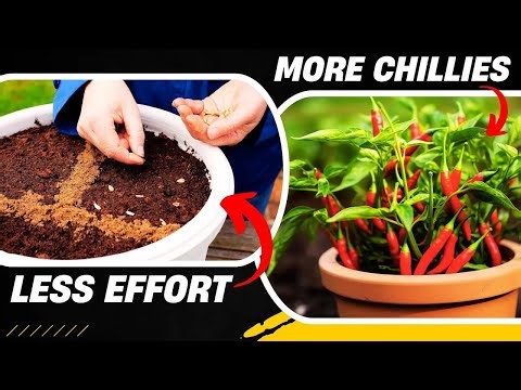 The Only Way to Grow Chillies in Containers – Beginners Can Do It
