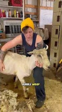 The art of shearing sheep #sheep #shearing