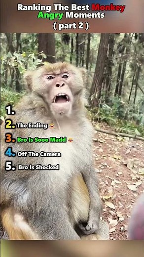 RANKING TOP 5 monkey angry moments.. (part 2) #monkeymoments #angrymonkey
